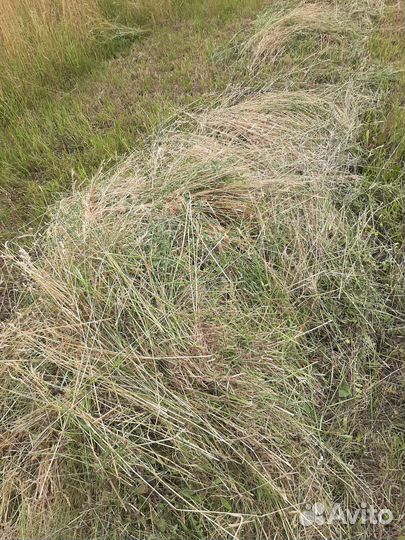 Сено в рулонах(полевое)