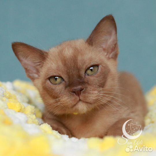 Бурманский мальчик