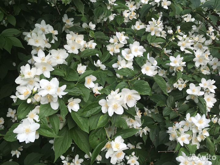 Жасмин сортовой (чубушник)