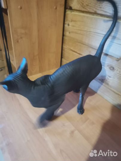 Котенок сфинкс