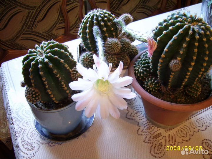 Кактусы эхинопсис