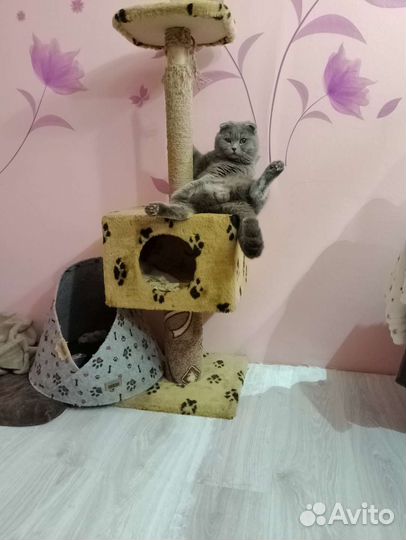 Шотландский кот вязка