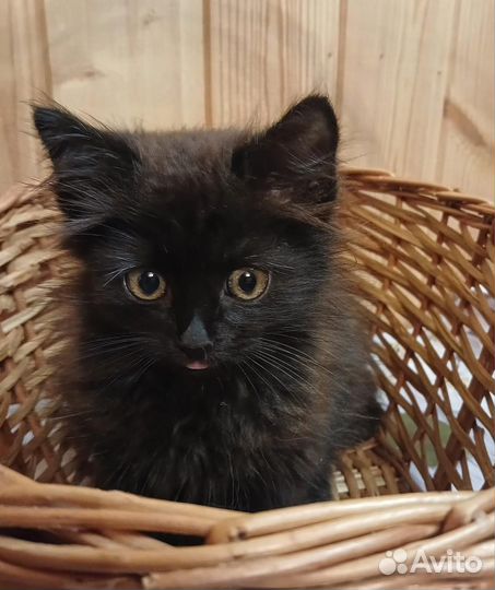 Котёнок. Мальчик