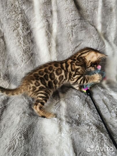 Бенгальский мальчик