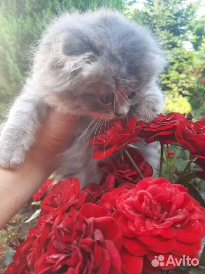 Продам котенка