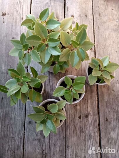 Черенки укорененные, комнатные растения