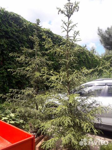 Ель обыкновенная