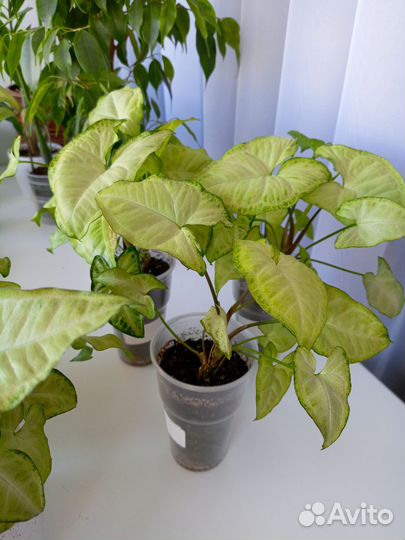 Сингониум Моттлед