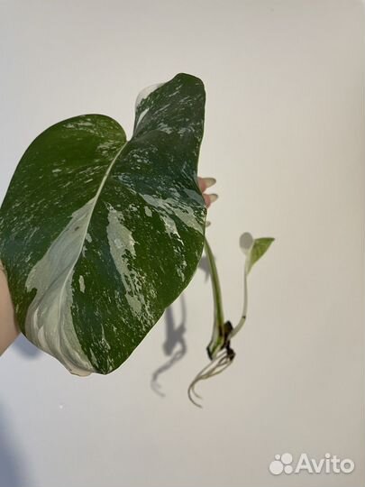 Монстера вариегатная альба