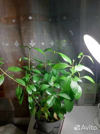 Чесночная лиана мальдивская