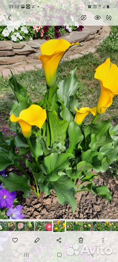 Клубни каллы Пикассо