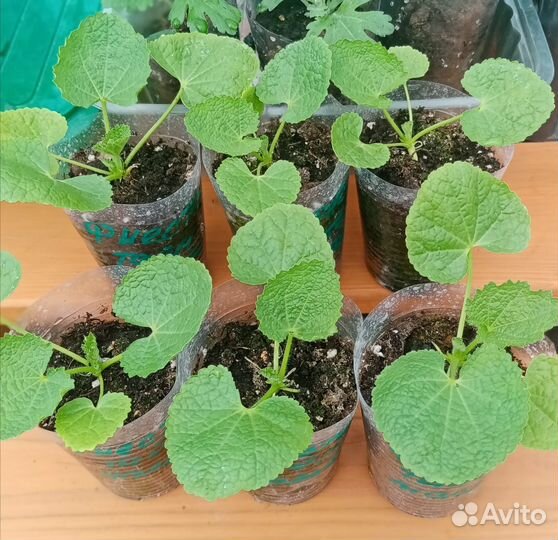 Мальва Шток роза, ирисы, сапонария