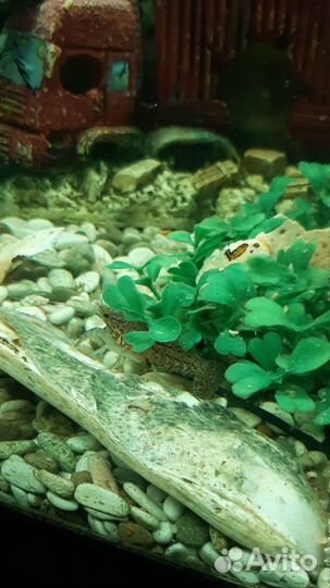 Аквариумные раки