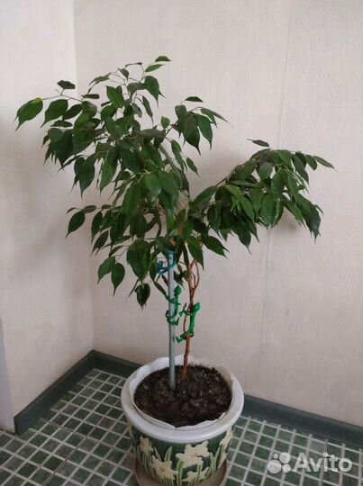 Фикус бенджамина