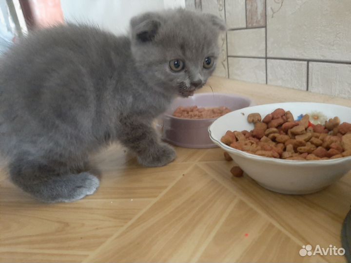 Шотландская вислоухая