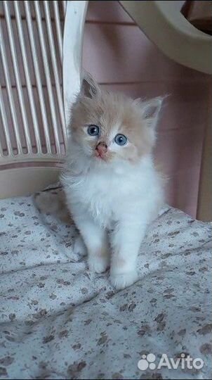 Котенок- котик 1,5 мес в дар