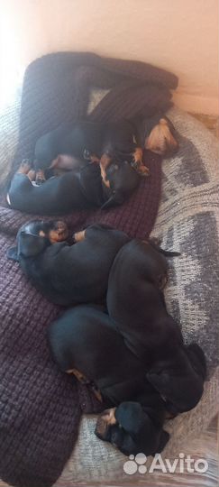 Щенки таксы стандарт