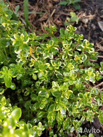 Многолетние: эстрагон(тархун), тимьян Golden King