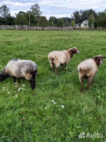 Овцы бараны