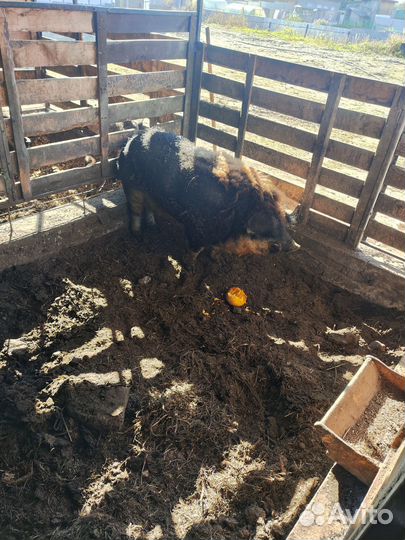 Продам хряка