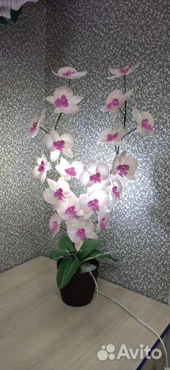 Орхидея ночник