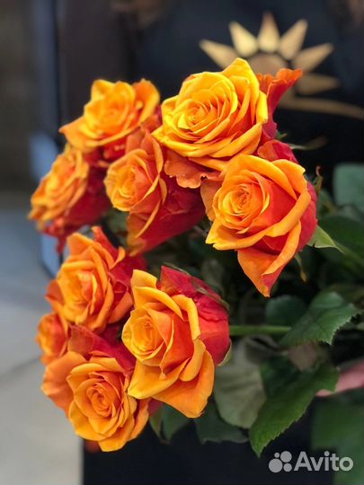 Роза Испания саженцы