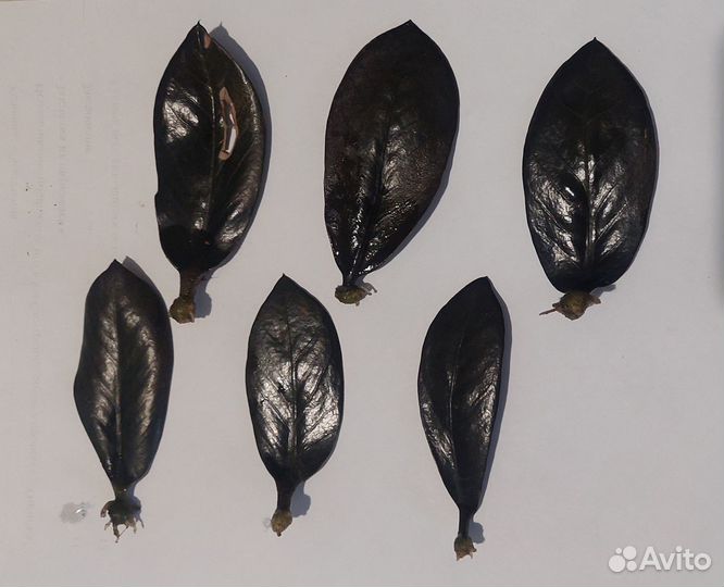 Замиокулькас davon