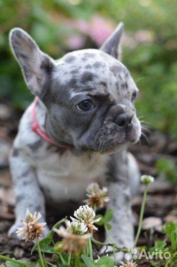 Французский бульдог щенки мерле