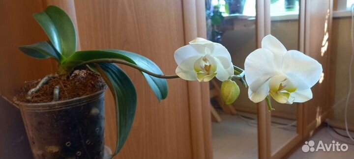 Орхидея фаленопсис