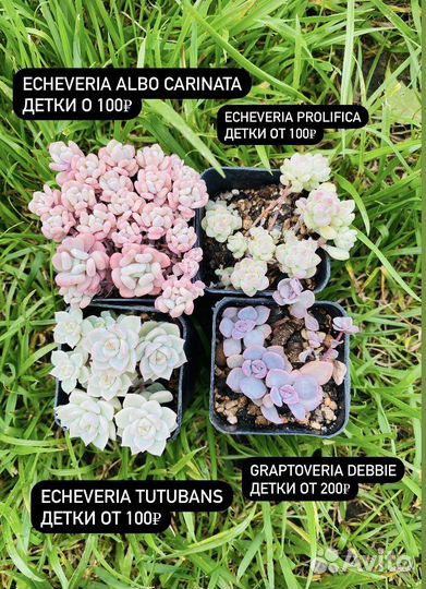 Суккуленты