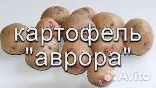 Картофель на зиму