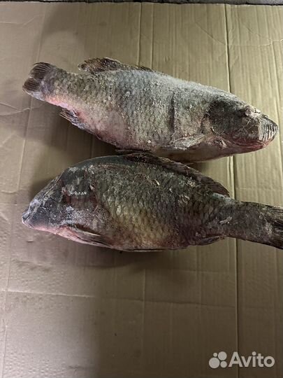 Речная рыба щука, судак, окунь, лещ