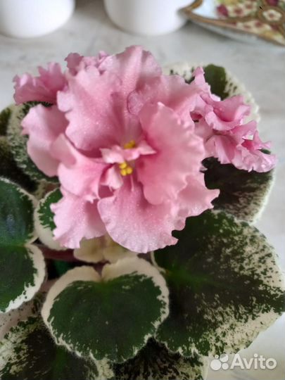 Фиалки сортовые