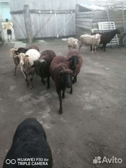 Овцы бараны ягнята