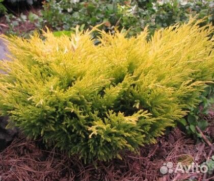 Саженцы хвойных растений