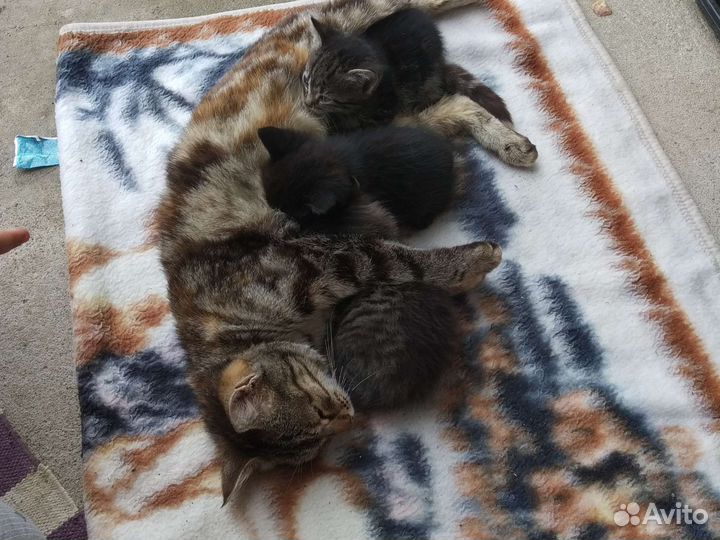 Котята 3 шт