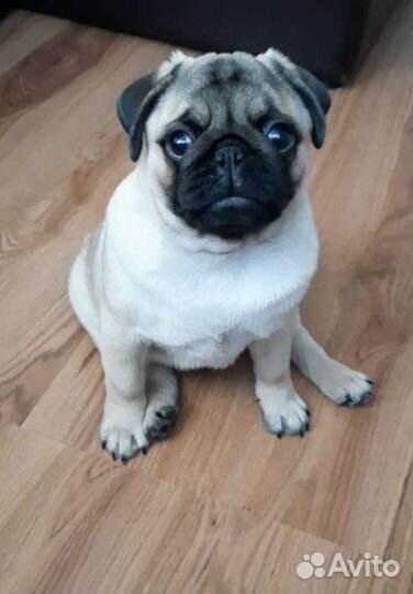 Щенки мопса мальчик