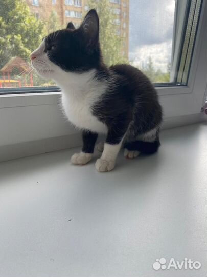 Кошка в дар бесплатно