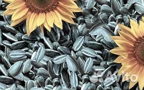 Семечки подсолнечника на корм животным