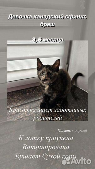 Кошечка от родителей сфинксов