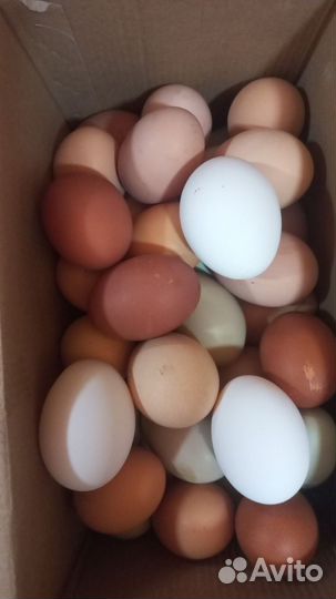 Куры несушки