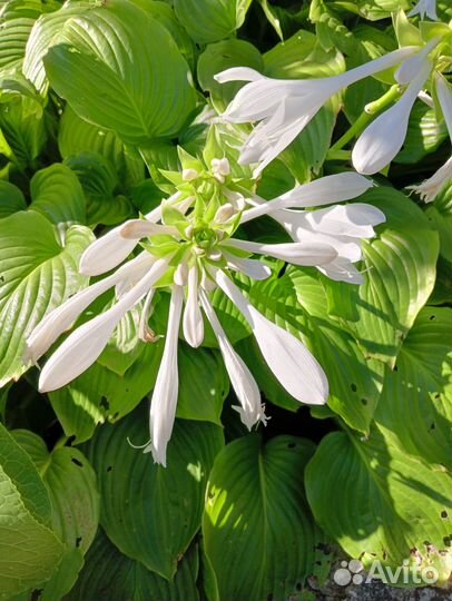 Хоста (hosta)