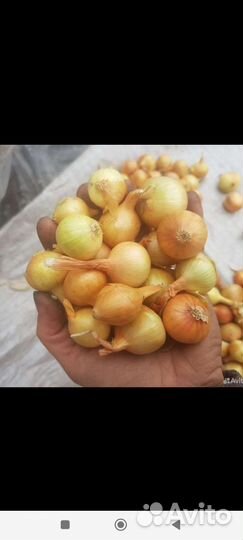 Лук севок оптом