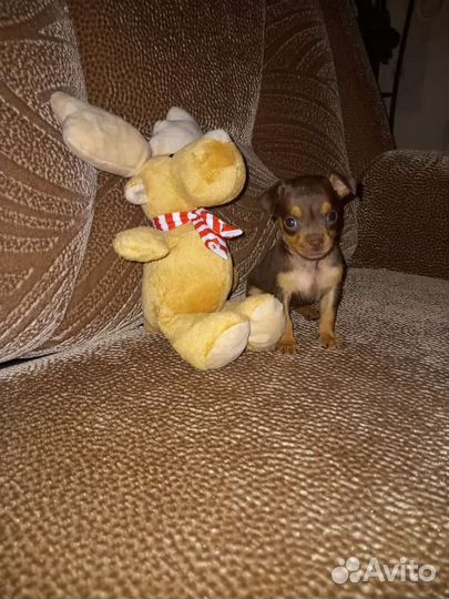 Мини той-терьер