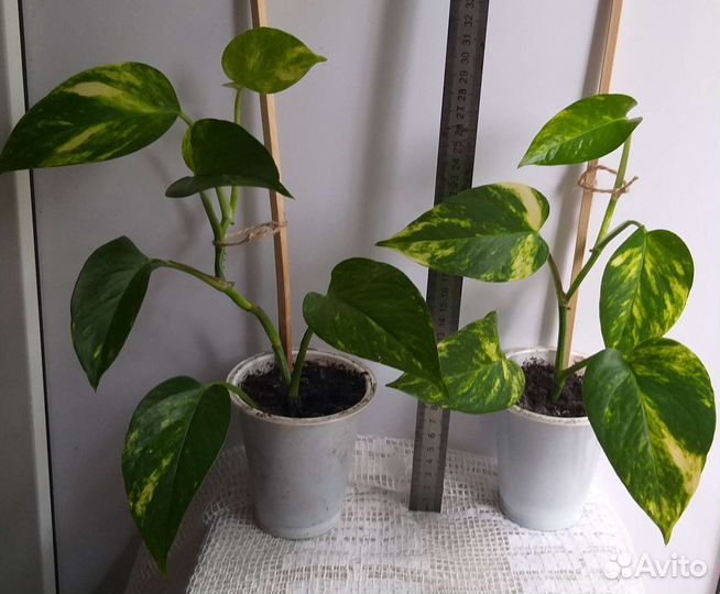 Сциндапсус золотистый