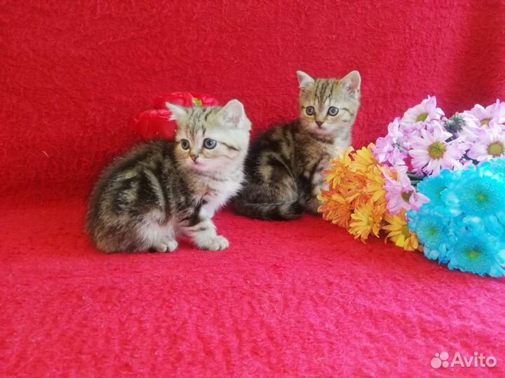 Шотландские котята