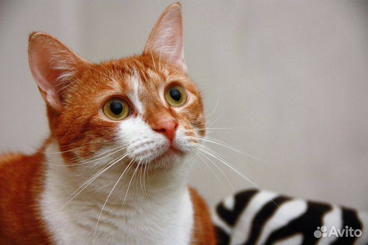 Кошечка Ханни