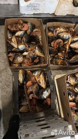 Головы семги свеж и х/к