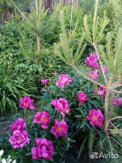 Пионы разные