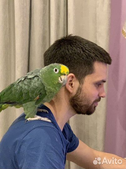 Передержка животных